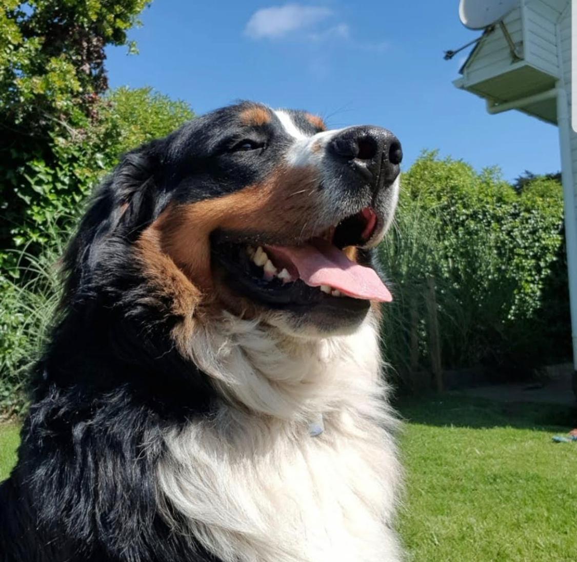 Bruno, perro Boyero de Berna
