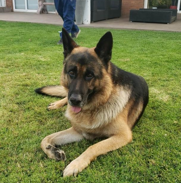 Perro pastor alemán descansando sobre el pasto